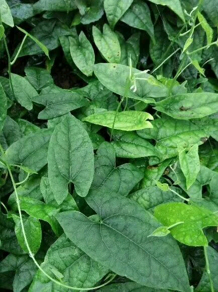 人工种植金果榄前景怎么样