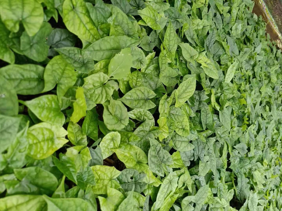 绵阳市金果榄苗种植基地