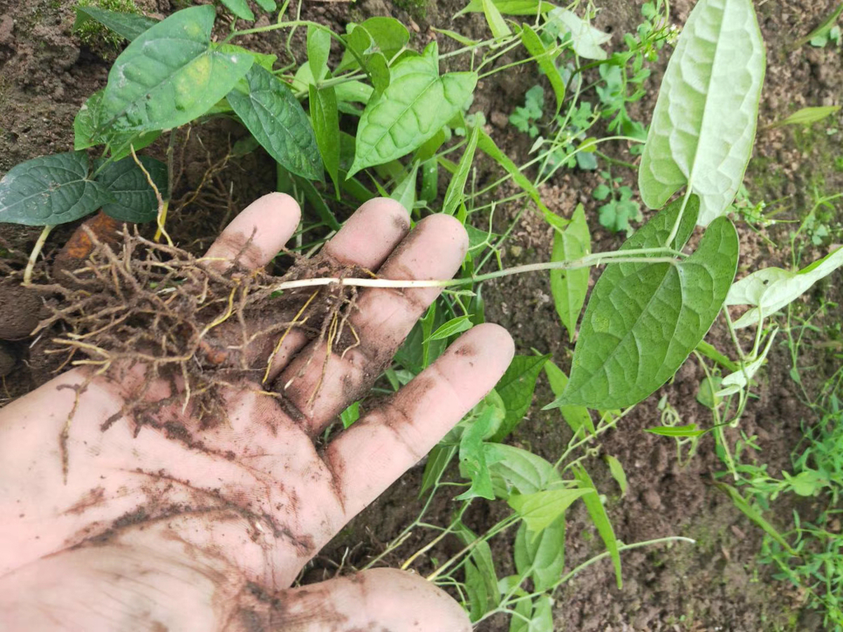 金果榄人工种植技术