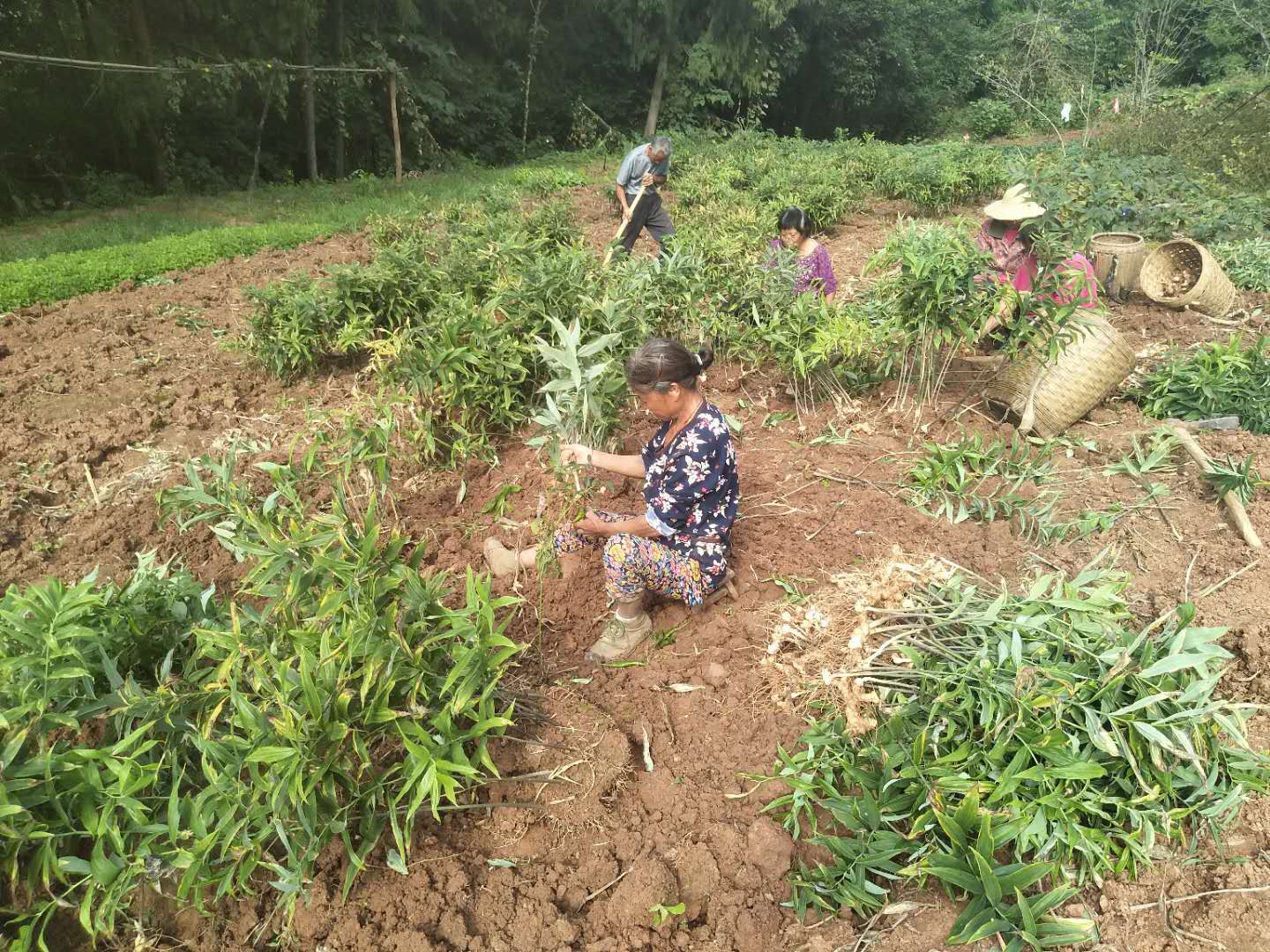 黄精种植技术