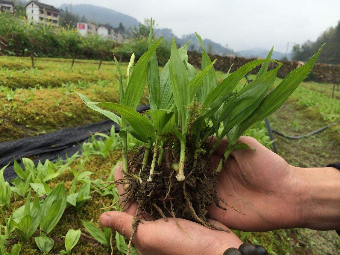 四川白芨苗种植基地