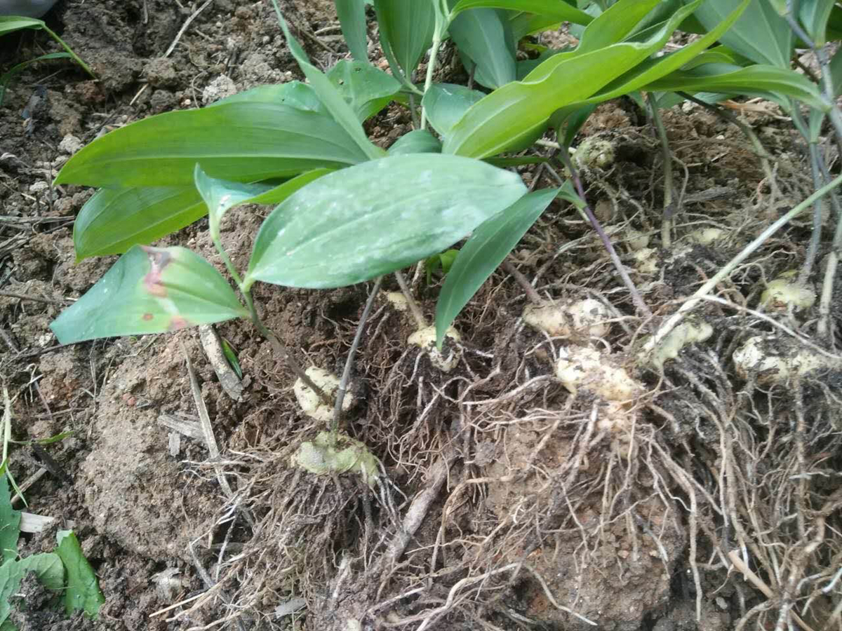 这种像生姜一样的植物有谁认识吗？ - 知乎