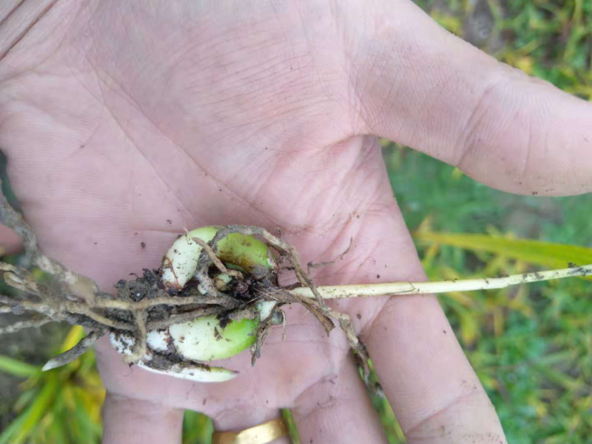 绵阳市哪里有种植白芨的基地或者农户