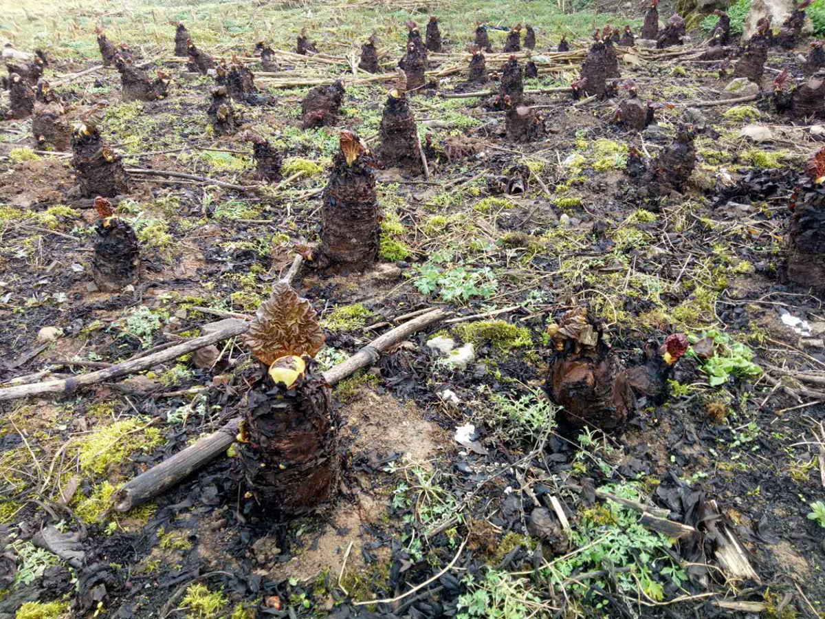 绵阳哪里有卖中药材种苗的