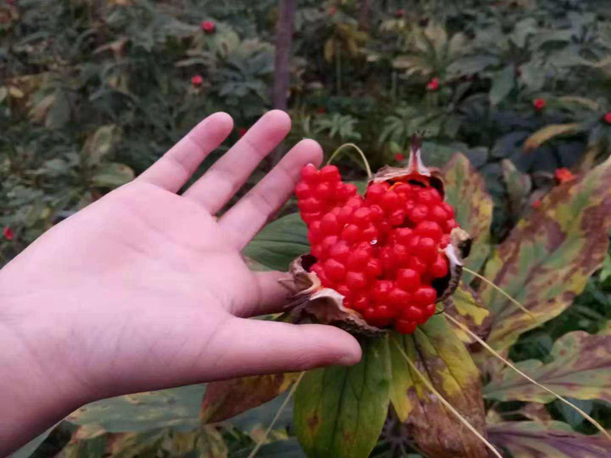 重楼种子_重楼苗价格_种植技巧