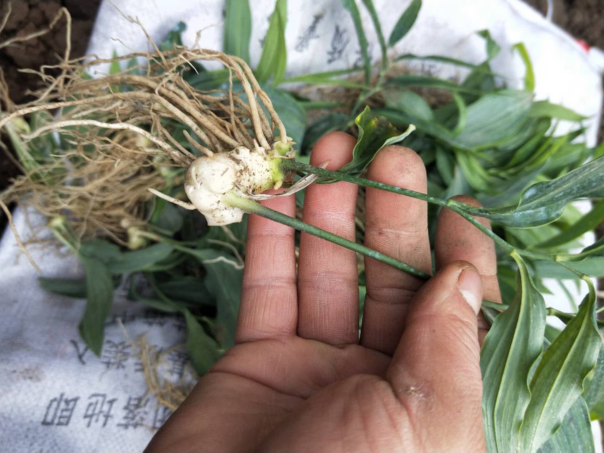 多花黄精-药用植物花谱-图片