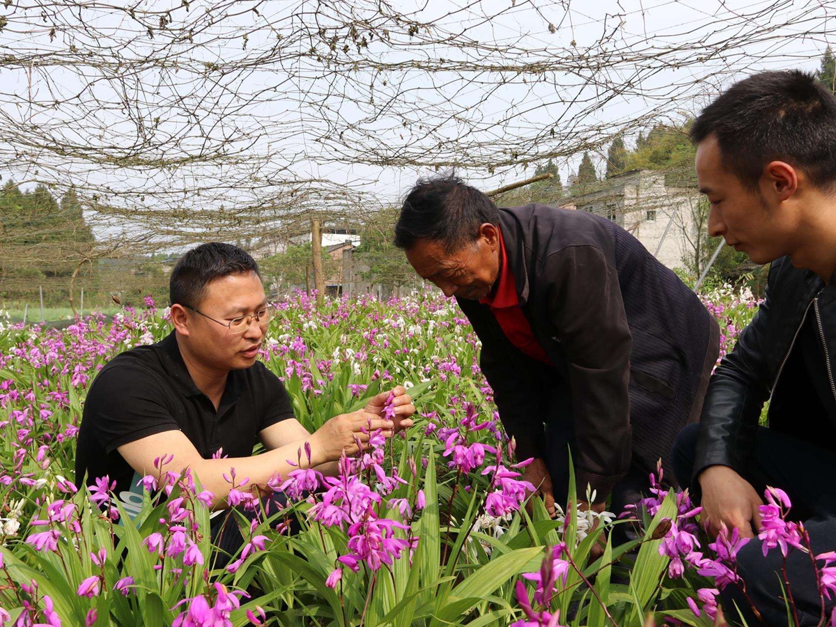 四川农村地区种植什么赚钱？