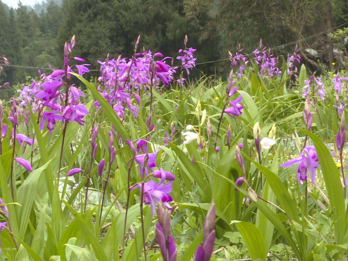  四川种植什么中药材比较好