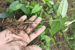 金果榄种植成本