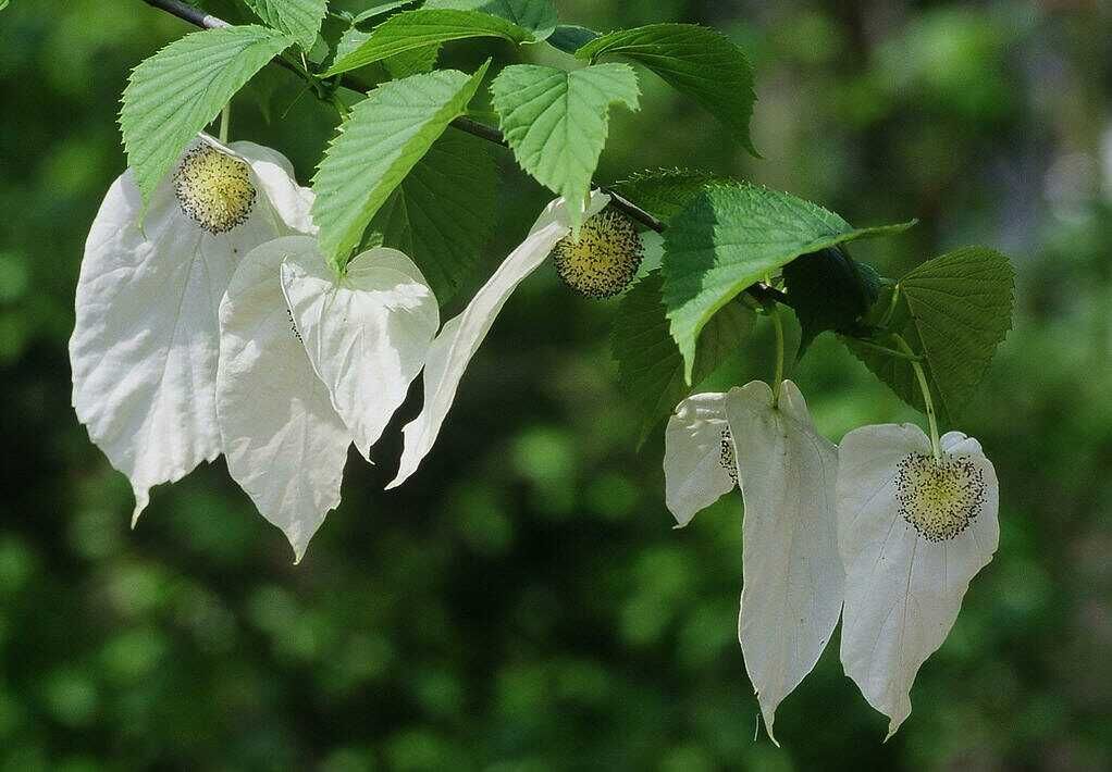 四川征地占地种植什么赔偿高