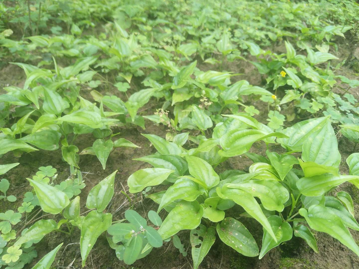 四川绵阳百部苗种植基地