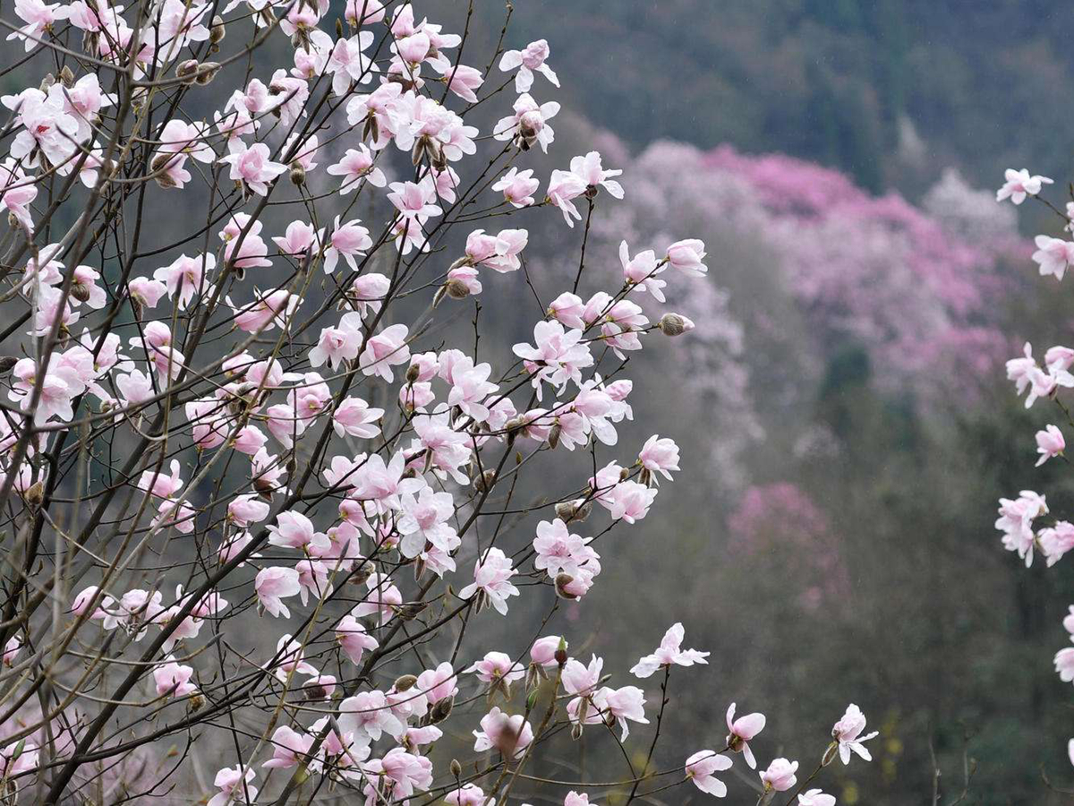 四川省绵阳市辛夷花苗种植基地