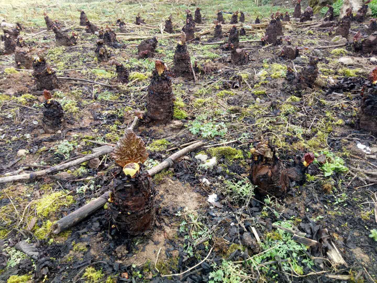 种植大黄一亩地成本