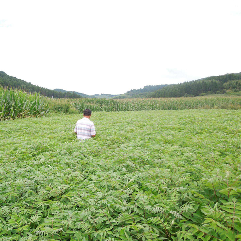 四川绵阳市黄柏苗种植基地