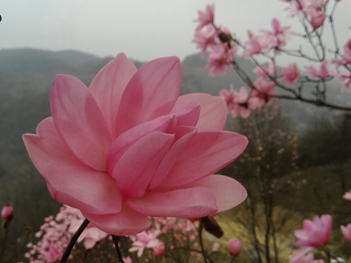 玉兰种子