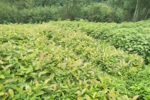 [辛夷花]辛夷花苗图片_种植方法