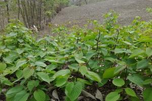 [珙桐苗]珙桐苗图片_基地_种植方法