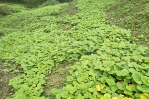 林下种植什么药材好