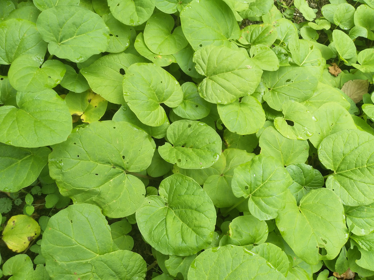 「大黄苗」_价格_种植时间