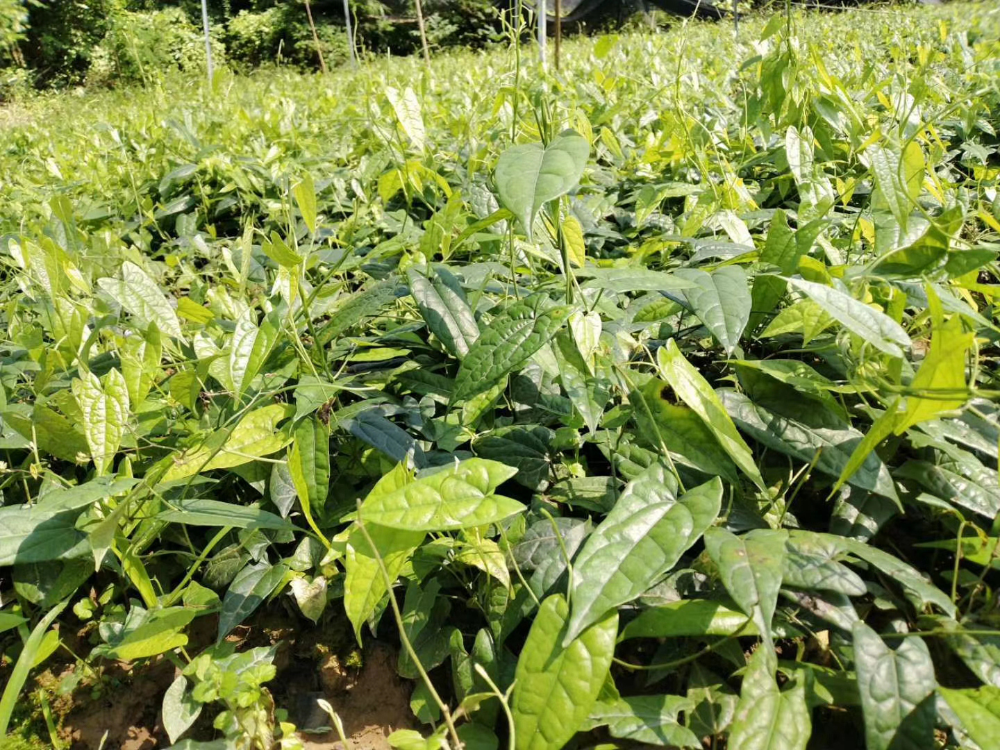 榄仁图片,喷瓜图片,西山榄仁_大山谷图库