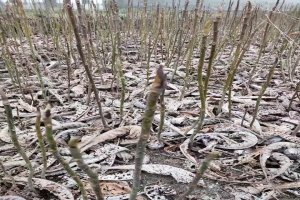 厚朴苗图片及种植方法