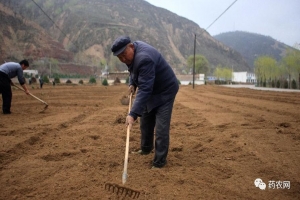 种植什么药材既简单又赚钱