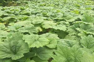 四川省甘孜州适合种植哪些药材