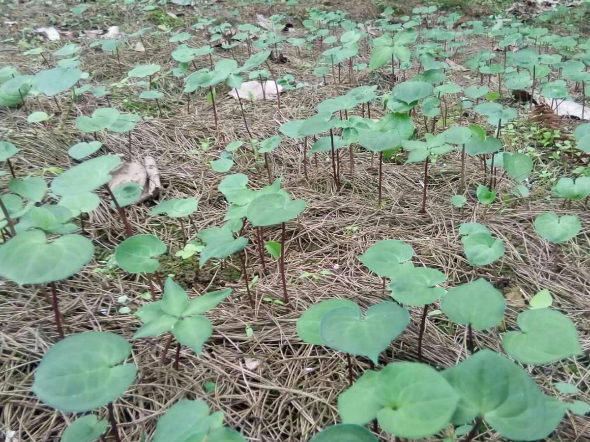 重楼苗种植技术