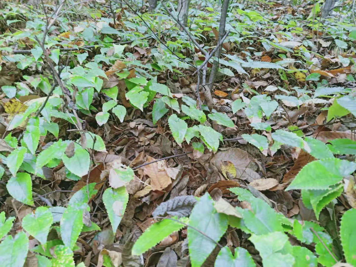 种植一亩地淫羊藿苗能卖多少钱