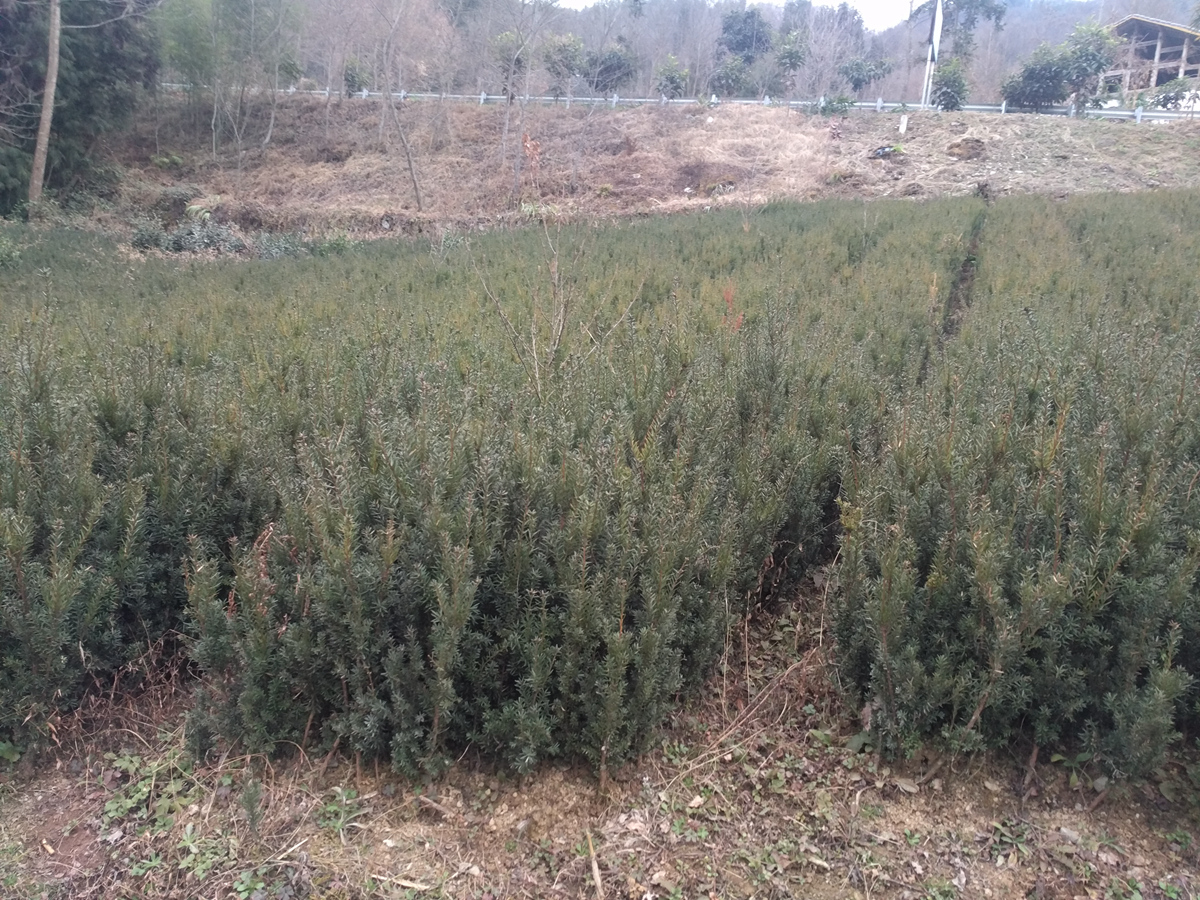 曼地亚红豆杉两年苗种植基地