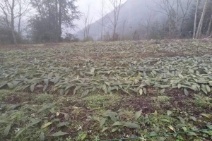 毛慈菇果荚育苗种植技术