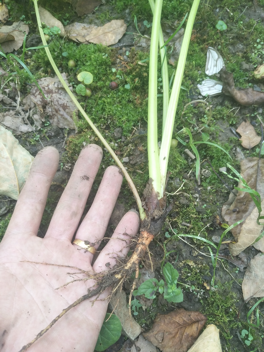 四川大黄苗种植管理养护技术