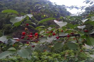 山樱桃种子种植和养护技术