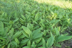 种植管理简单的中药材品种