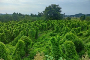 四川省绵阳市中药材种植基地