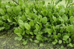 四川泽泻种苗种植时间