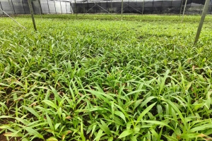 白芨果夹怎么能育出苗来？