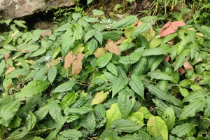 种植一亩地淫羊藿需要多少成本