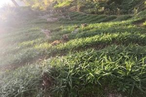 四川黄精苗种植基地