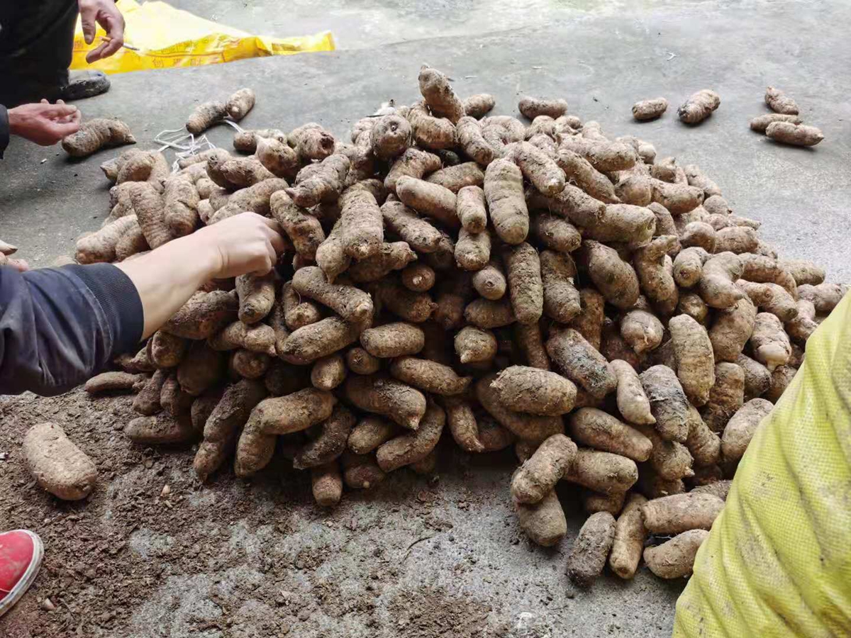 占地中药材天麻