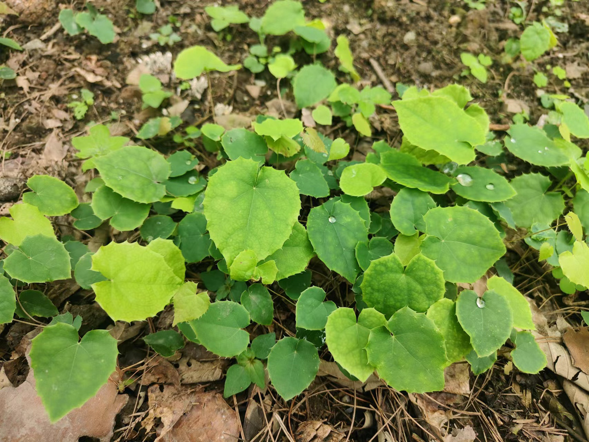 种植一亩地淫羊藿苗能卖多少钱