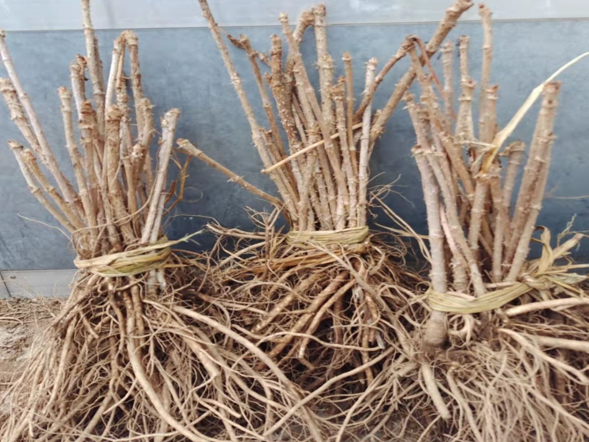 刺老包苗哪里有卖？