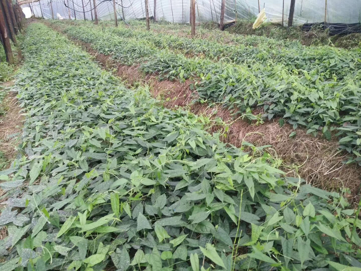 四川征地占地种植什么赔偿高