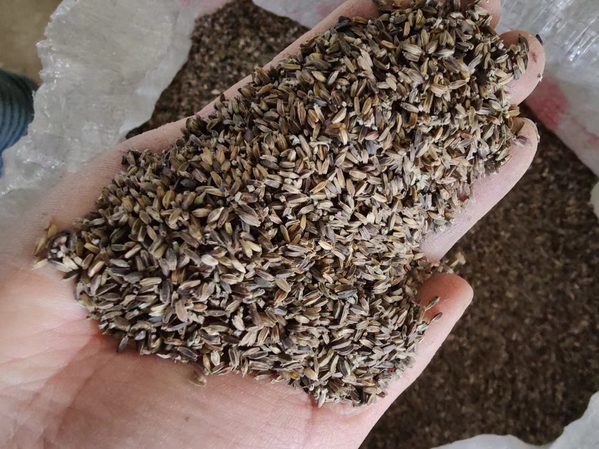 牛膝种子价格及种植方法