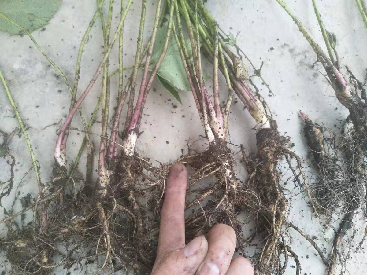 牛膝苗图片_价格_种植方法