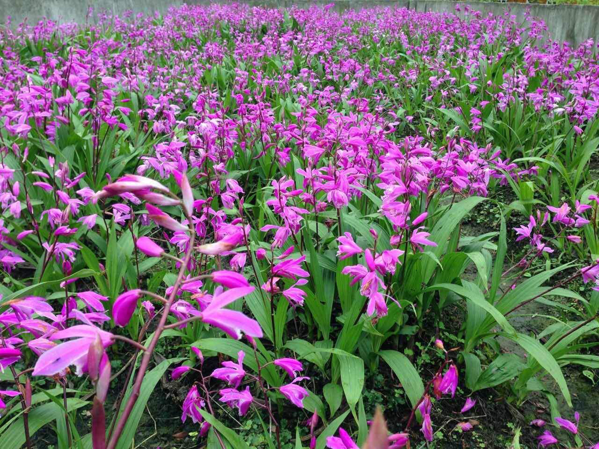 2023紫花白芨苗价格卖多少钱一株？