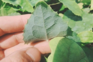 如果想种植淫羊藿苗选哪个品种好？