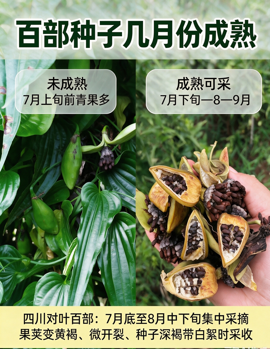 百部种子采摘时间_副本.jpg